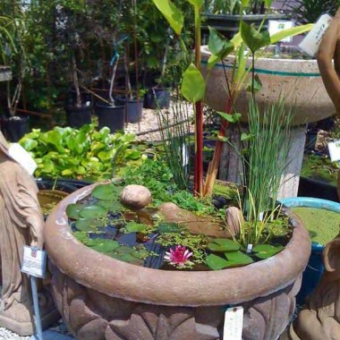 pond-in-pot-13 (1)
